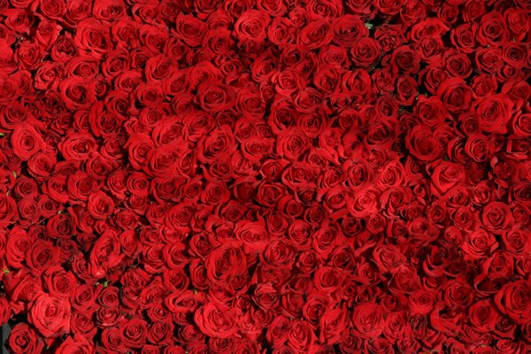 玫瑰花朵红色浪漫爱情