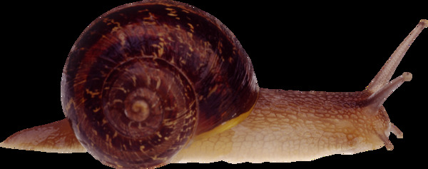 在爬行的蜗牛免抠png透明图层素材