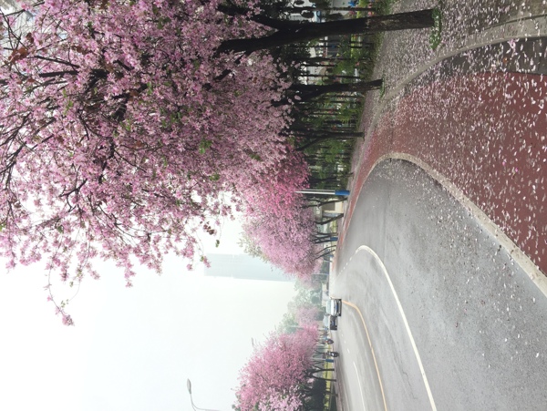 三桥紫荆花