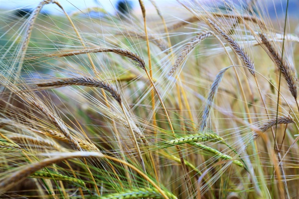 小麦麦子农村粮食麦穗植物6k图