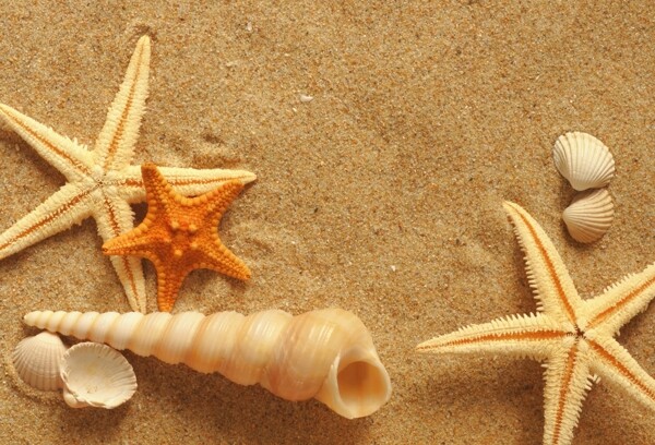 沙滩五星贝壳图片