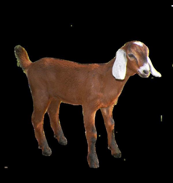 棕色毛发站立的山羊免抠png透明图层素材