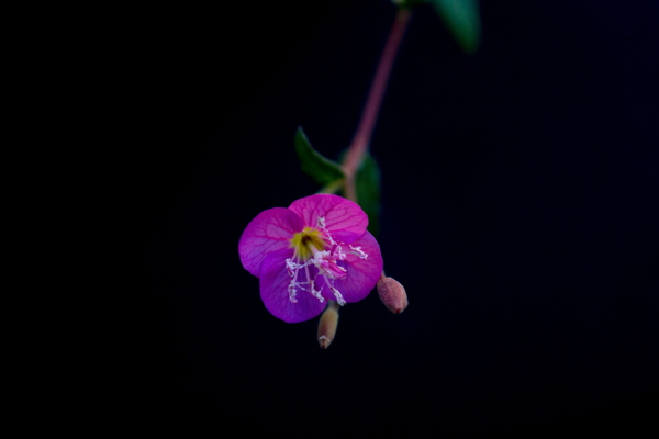 位图植物摄影写实花卉花朵数码照片免费素材