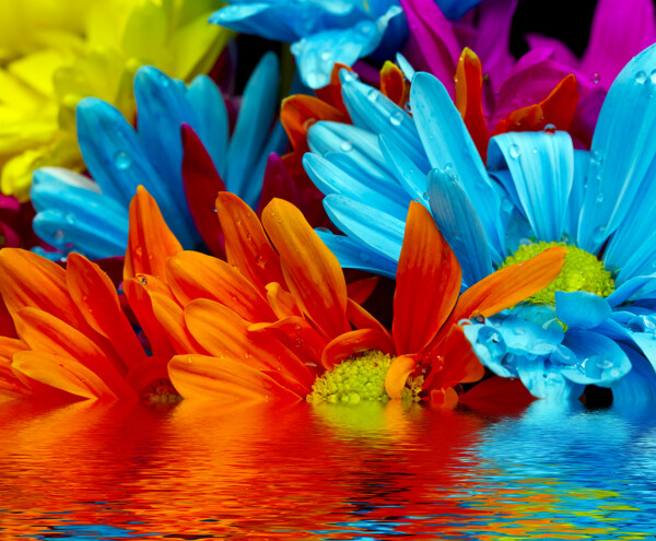 水上彩色菊花图片