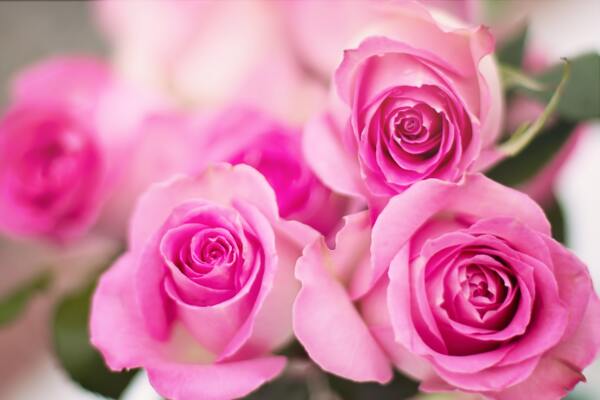 粉色玫瑰花