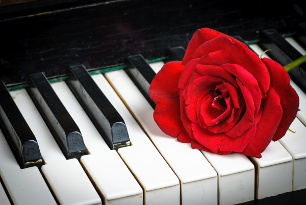 唯美钢琴上玫瑰花图片