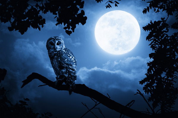 夜空里树枝上的猫头鹰