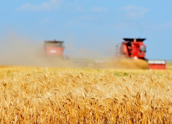 机械化收割小麦