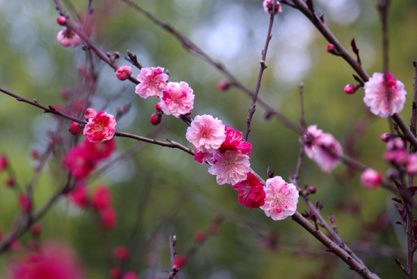 桃花图片