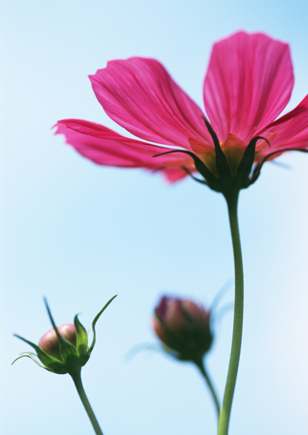 高清图库素材阳光鲜花