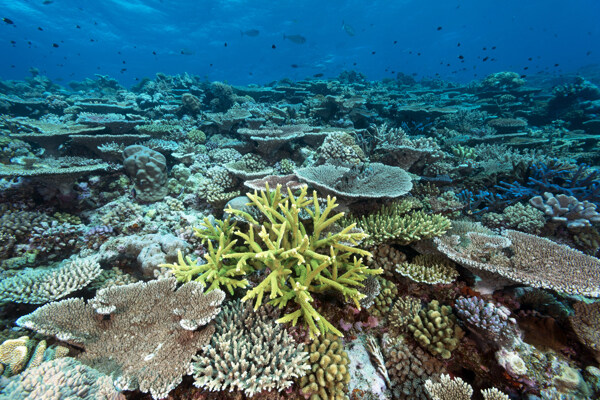 珊瑚大堡礁