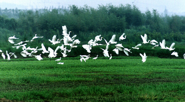 下渚湖湿地白鹭图片