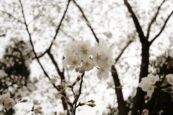 樱花图片