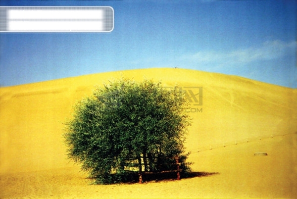 沙漠的树
