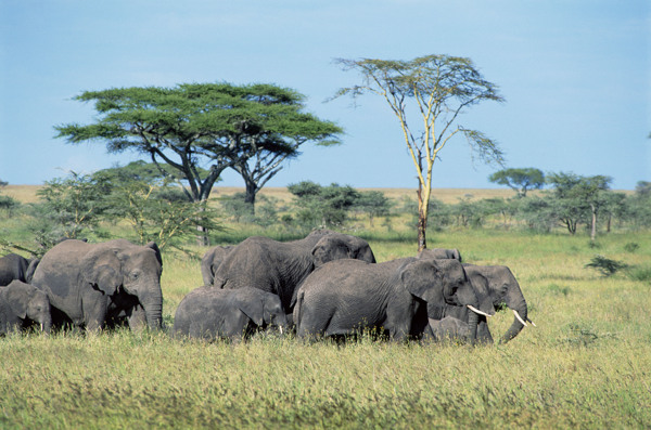 野外的大象群