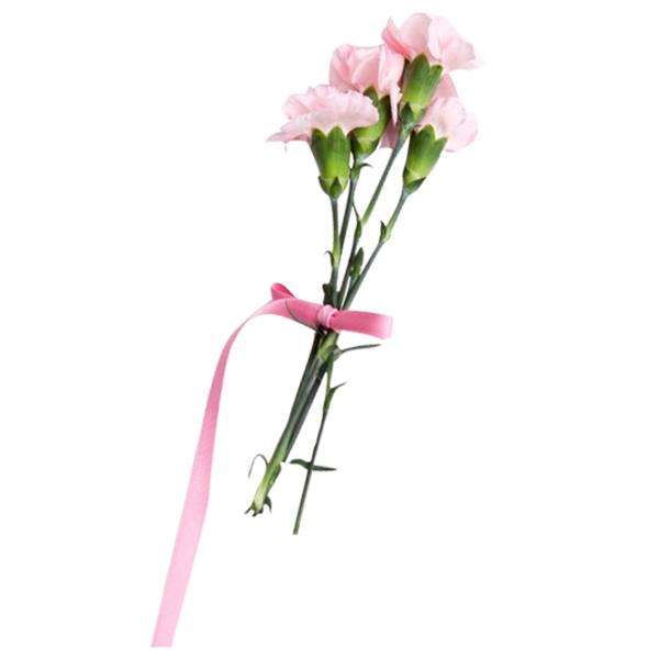 粉色康乃馨装饰素材
