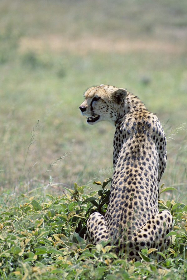 非洲野生动物豹