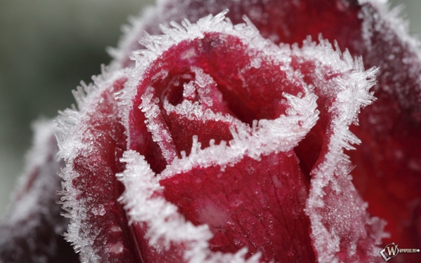 冰雪玫瑰图片