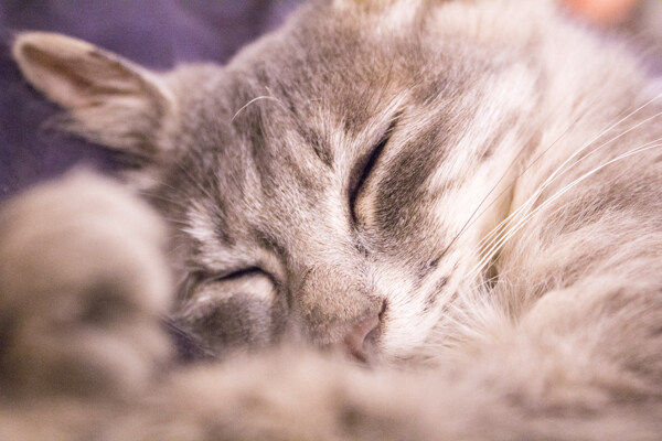 睡觉中的猫咪摄影