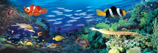 海底世界鱼海水图片