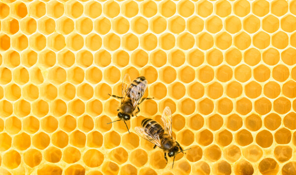 采蜜的蜂蜜图片