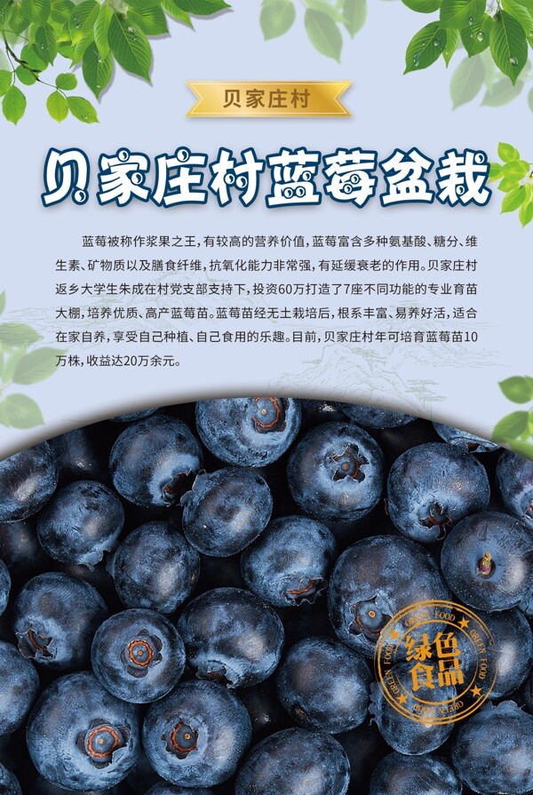 贝家庄村蓝莓盆栽