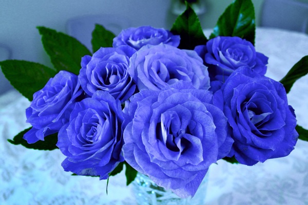 一束蓝玫瑰