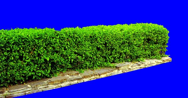 灌木植物贴图素材建筑装饰JPG1933