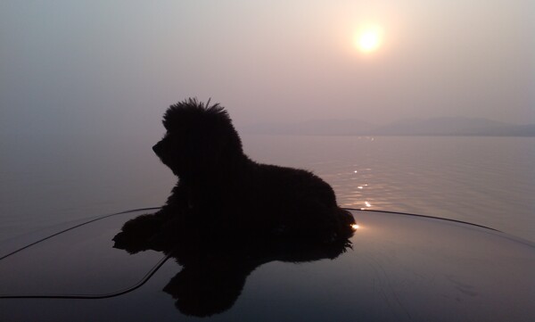 夕阳泰迪犬图片