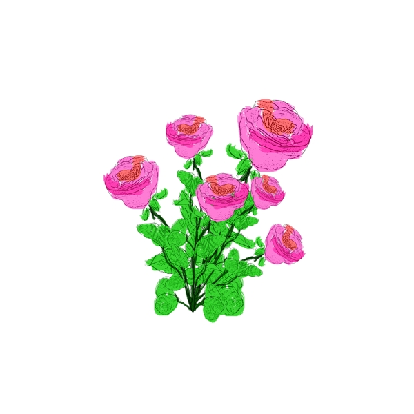 相片情人节插画手绘玫瑰花