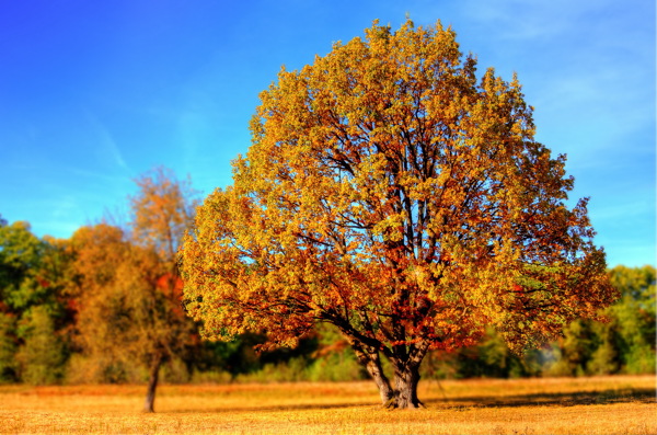 秋天大树图片