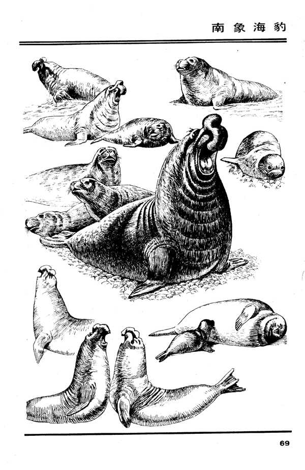 画兽谱南象海狮图片