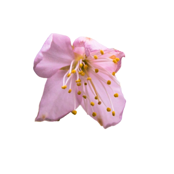 盛开的粉色鲜花下载