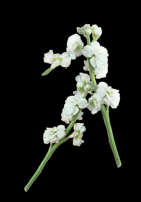 白色花朵装饰素材