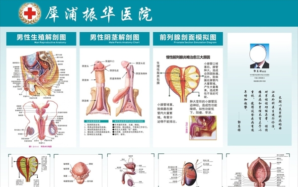 男科解剖图图片