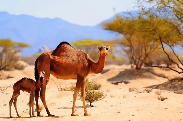 沙漠大小骆驼