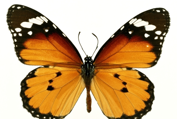 蝴蝶图片