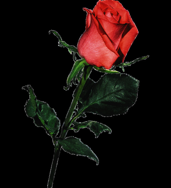 魅惑浪漫单朵玫瑰花