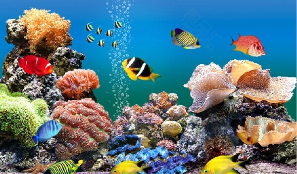 海洋珊瑚礁