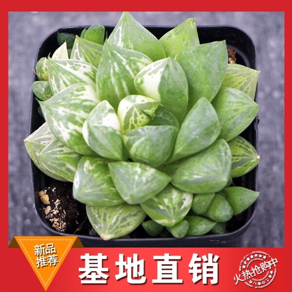 多肉植物主图