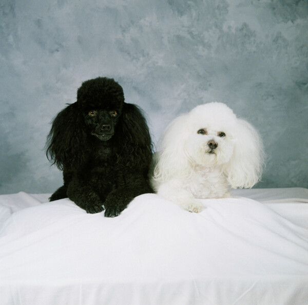 黑色和白色小狗图片