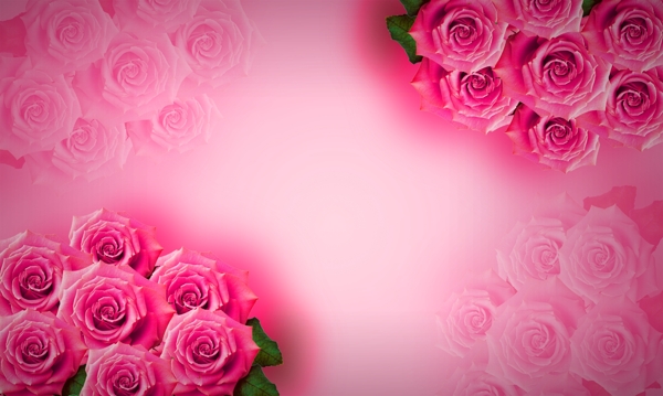 玫瑰花粉红色背景PSD素材