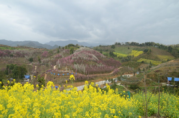 满山的花