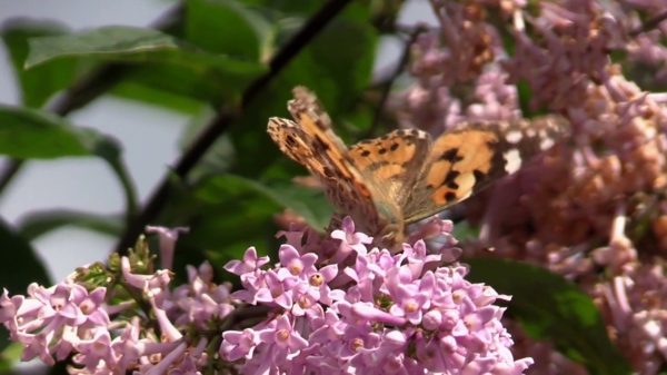 花卉蝴蝶视频设计