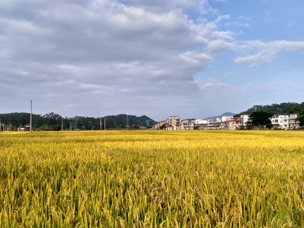 成熟的田野