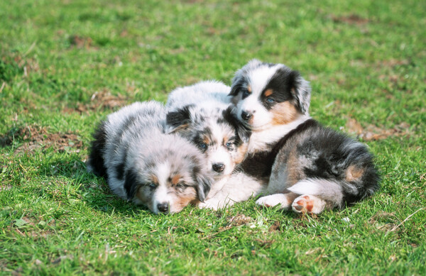 三个趴在草地上的小狗图片