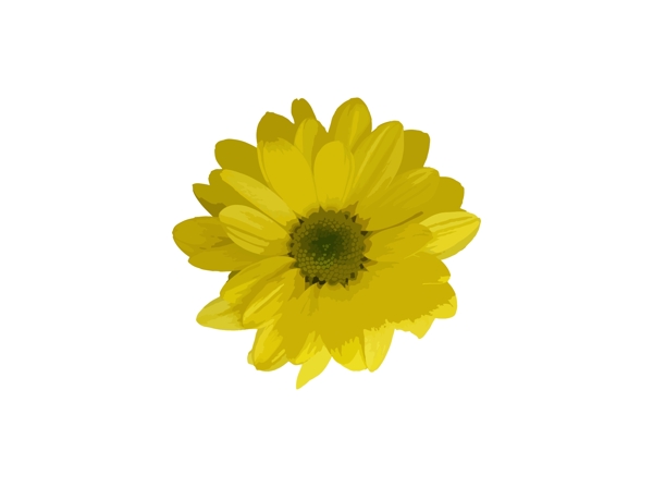 黄色花朵矢量图案
