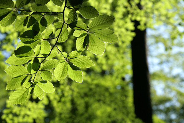 绿色树叶树木树枝实用图片精美图片印刷适用高清图片创意图片