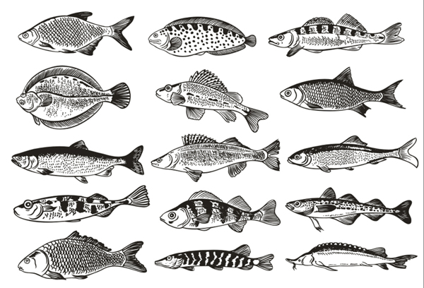 德国鱼单色插图矢量