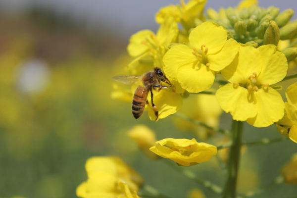 蜜蜂采花摄影图